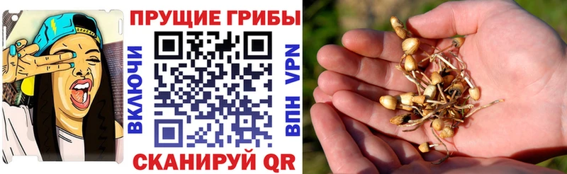 Галлюциногенные грибы мицелий Камызяк
